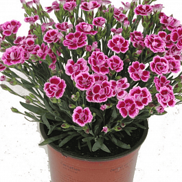 Гвоздика  Pink Kisses