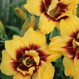 Лилейник Mount Helena