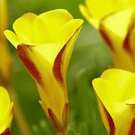 Кислица Golden Cape