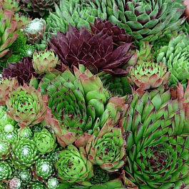 Молодило гибридное смесь