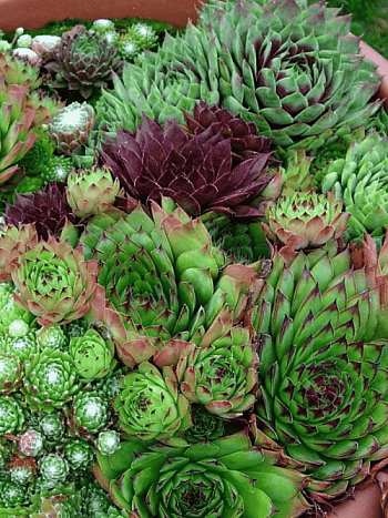 Молодило гибридное смесь