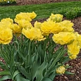 Тюльпан Exotic Sun