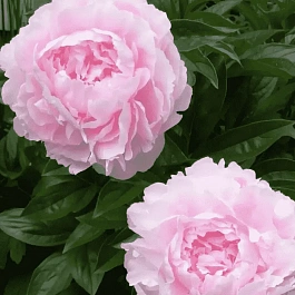 Пион Lady Orchid