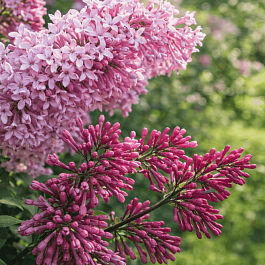 Сирень Престона Elinor