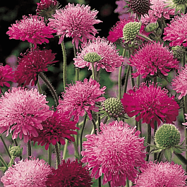 Короставник македонский Melton Pastels