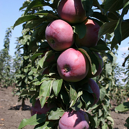 Яблоня колоновидная Московское ожерелье Яблоня колоновидная Московское ожерелье