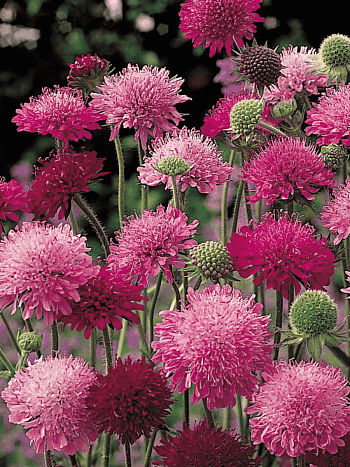 Короставник македонский Melton Pastels