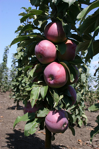 Яблоня колоновидная Московское ожерелье