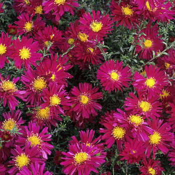 Астра новобельгийская Ройял Руби НАБОР 2ШТ (1+1) Астра новобельгийская Ройял Руби НАБОР 2ШТ (1+1)