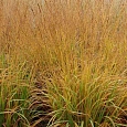 Молиния тростниковая Sky Racer