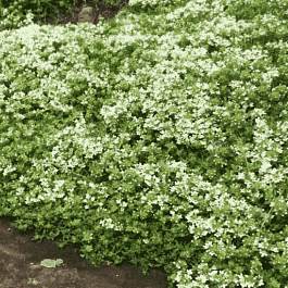 Тимьян ранний Wirral White