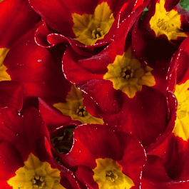 Примула Юлии Wanda Velvet Red