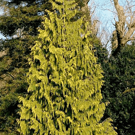 Кипарисовик нутканский Aurea