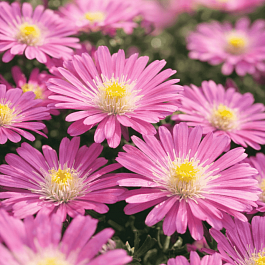 Делосперма Купера Jewel of the Desert Rosequartz