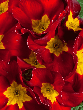 Примула Юлии Wanda Velvet Red