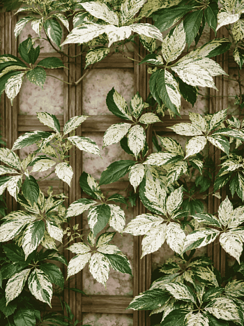 Виноград девичий Star Showers