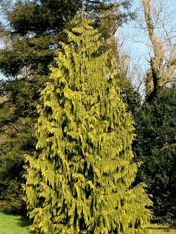 Кипарисовик нутканский Aurea