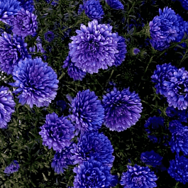 Астра Ново-бельгийская Henry I Blue