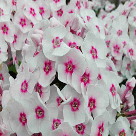 Флокс метельчатый Джулия