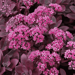 Очиток  Firecracker