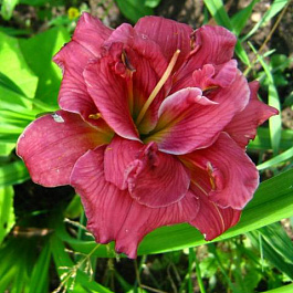 Лилейник гибридный Литтл Ред Барон