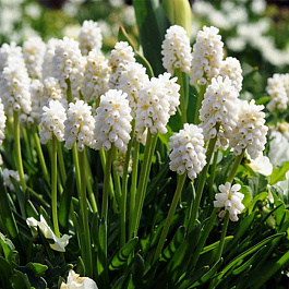 Мускари гроздевидный Альбум