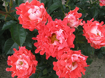 Роза флорибунда Раффлс Кэнди Раффлс