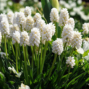 Мускари гроздевидный Альбум