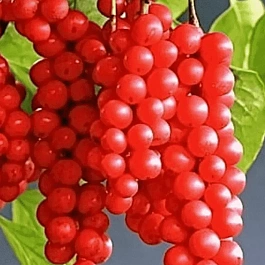 Лимонник китайский