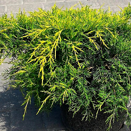 Можжевельник средний Олд Голд Можжевельник средний Олд Голд