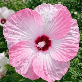 Гибискус мускусный Luna Pink Swirl