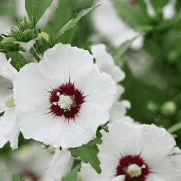 Гибискус Сирийский Red Heard