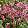 Буддлея давида Pink Panther