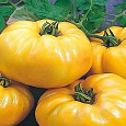Томат Бизон желтый