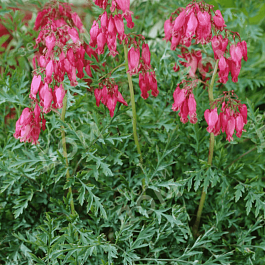 Дицентра исключительная Stuart Boothman