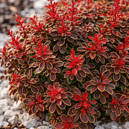 Барбарис Тунберга Admiration