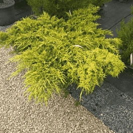 Можжевельник средний Mordigan Gold