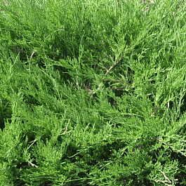 Можжевельник казацкий  Mas