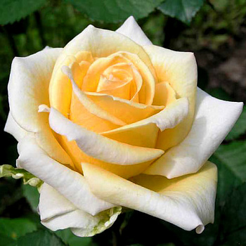 Роза чайно-гибридная Казанова