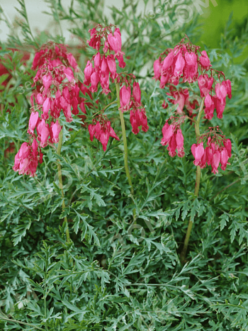 Дицентра исключительная Stuart Boothman