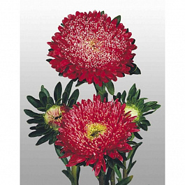 Астра Матадор Фаири Ред