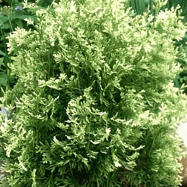 Туя западная Spotty Smaragd