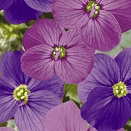 Аубриета Audrey Red Purple