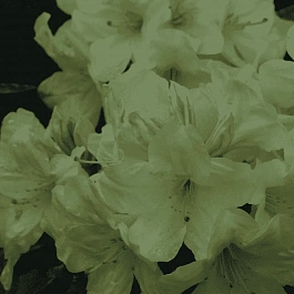 Рододендрон гибридный Профессор Шольц