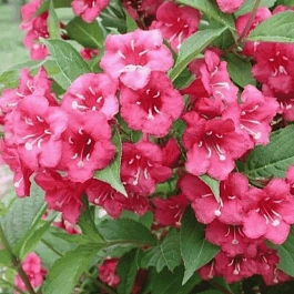 Вейгела цветущая Bristol Ruby