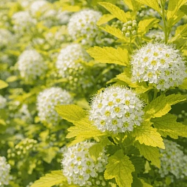 Пузыреплодник калинолистный Nugget