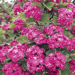 Боярышник обыкновенный Paul's Scarlet