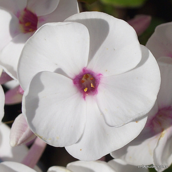 Флокс метельчатый Молочное Суфле