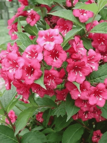 Вейгела цветущая Bristol Ruby