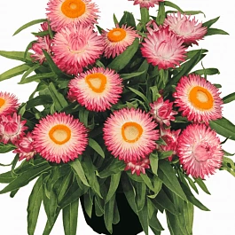 Брактеанта Crispy Pink